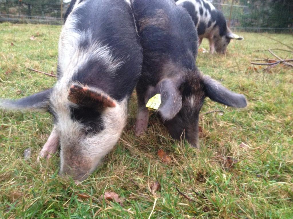 Farm Stay Happy Dogs Ranch Veberod ภายนอก รูปภาพ