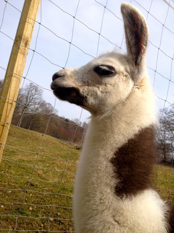 Farm Stay Happy Dogs Ranch Veberod ภายนอก รูปภาพ