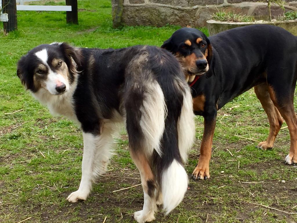 Farm Stay Happy Dogs Ranch Veberod ภายนอก รูปภาพ